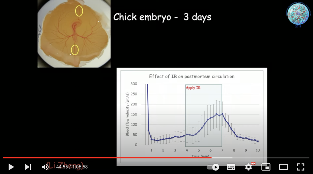 Chicken embryo