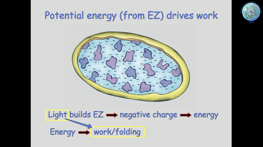 Potential energy drives work